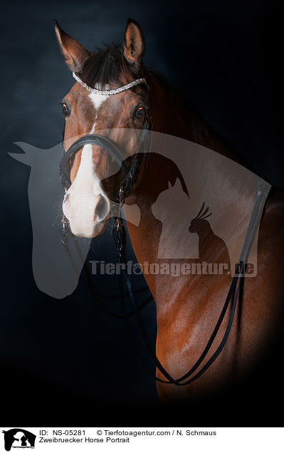 Zweibruecker Horse Portrait / NS-05281