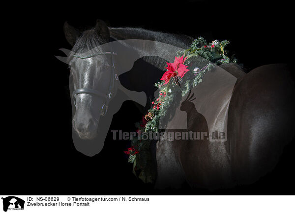 Zweibruecker Horse Portrait / NS-06629