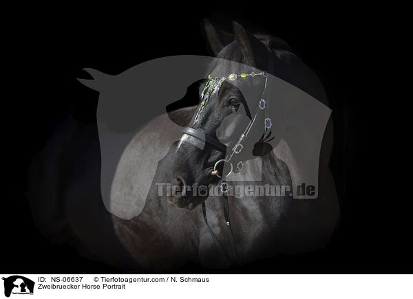 Zweibruecker Horse Portrait / NS-06637