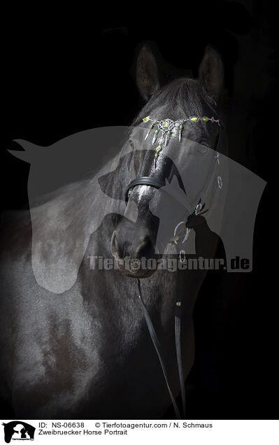 Zweibruecker Horse Portrait / NS-06638
