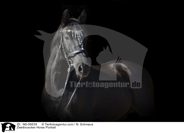 Zweibruecker Horse Portrait / NS-06639
