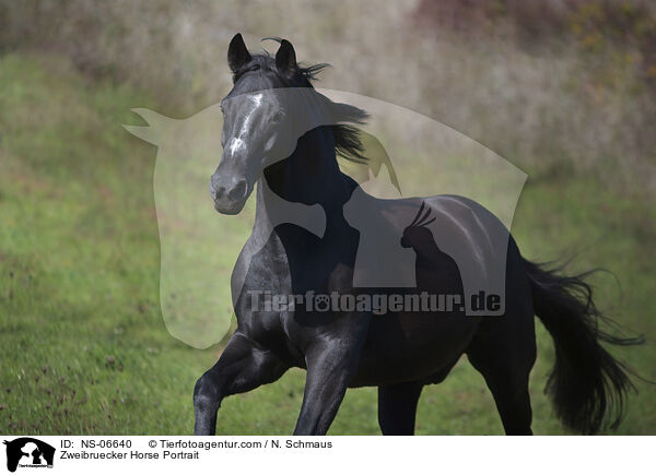 Zweibruecker Horse Portrait / NS-06640