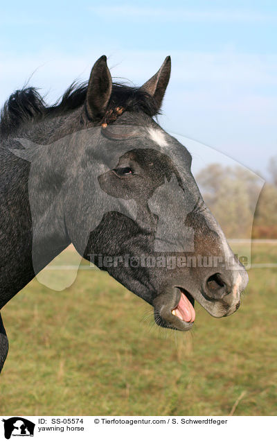 yawning horse / SS-05574