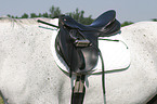 horses with saddle