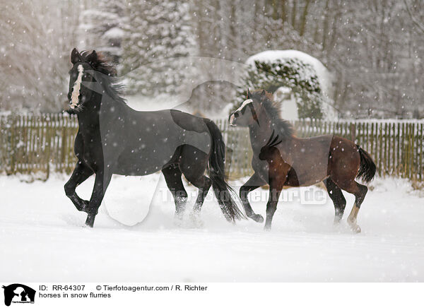 horses in snow flurries / RR-64307