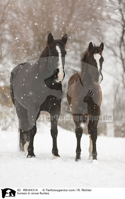 horses in snow flurries / RR-64314