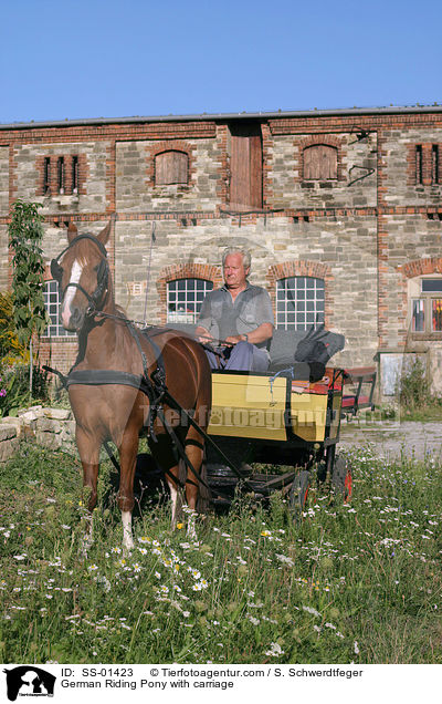 German Riding Pony with carriage / SS-01423