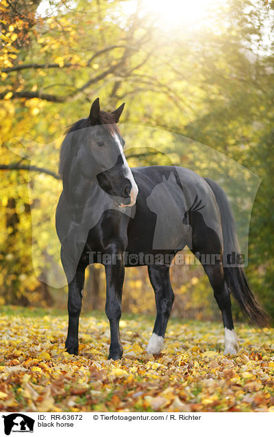 black horse / RR-63672