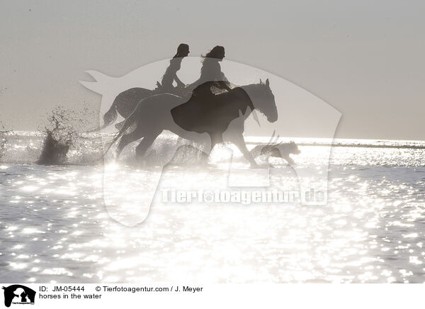 horses in the water / JM-05444