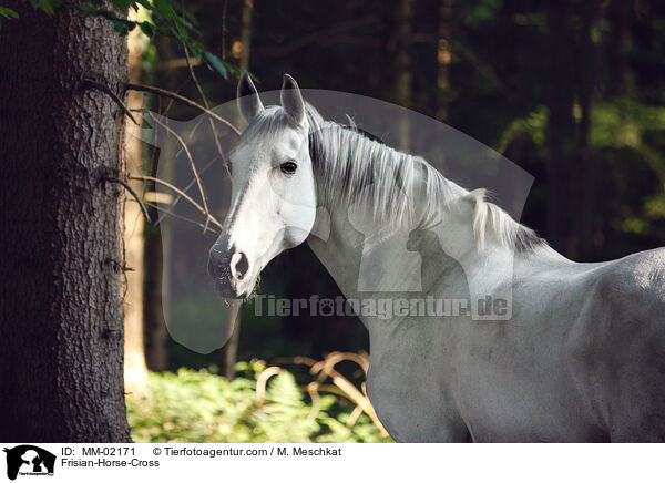 Frisian-Horse-Cross / MM-02171