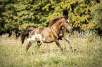 galloping Haflinger-Cross