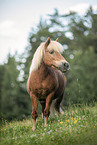 Icelandic-Horse-Shetty