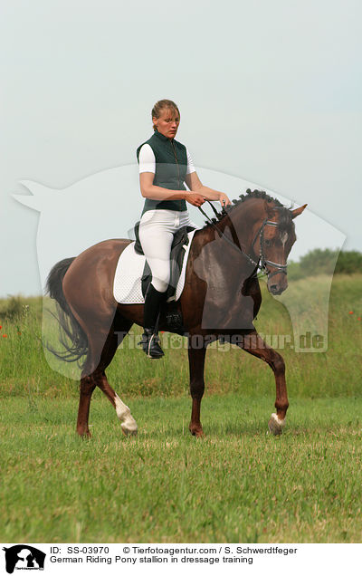 German Riding Pony stallion in dressage training / SS-03970