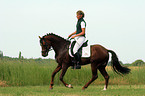 German Riding Pony stallion in dressage training