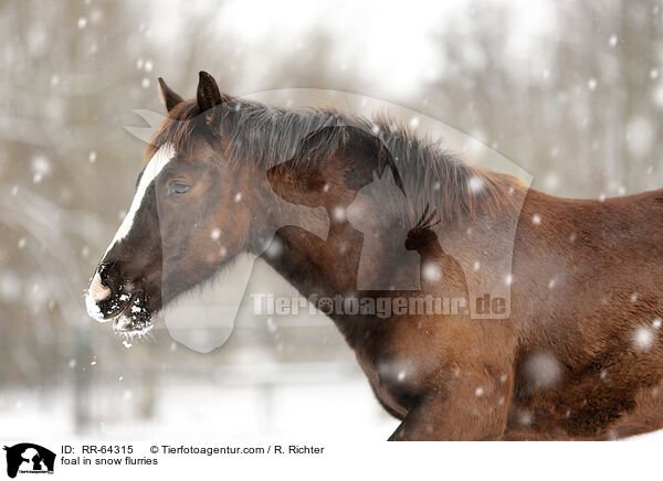foal in snow flurries / RR-64315
