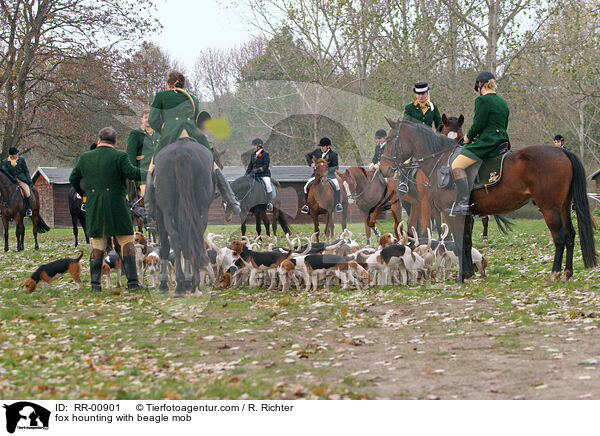 fox hounting with beagle mob / RR-00901