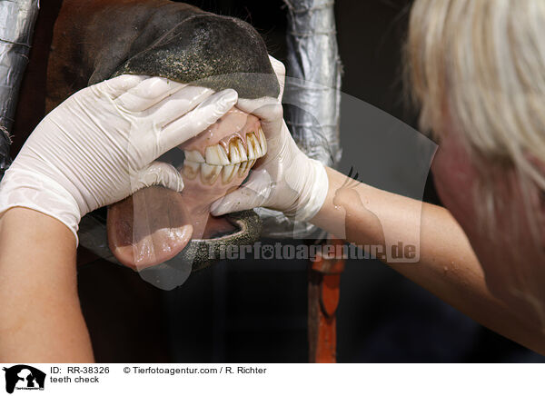 teeth check / RR-38326