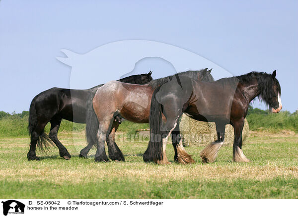 horses in the meadow / SS-05042