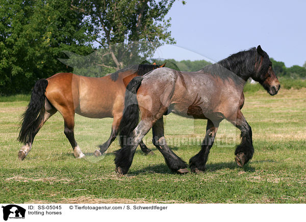 trotting horses / SS-05045