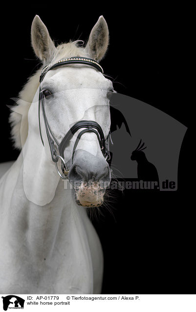white horse portrait / AP-01779