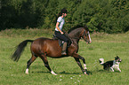 woman rides German Riding Pony accompanied by a dog