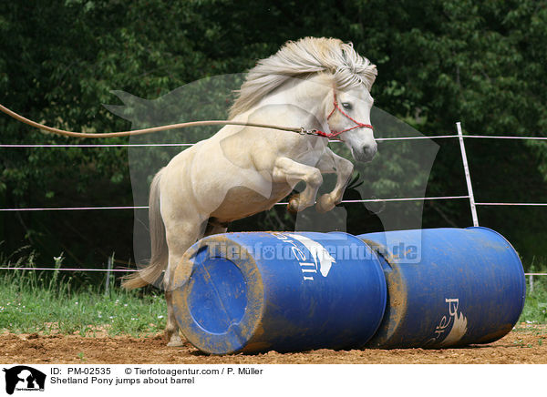 Shetland Pony jumps about barrel / PM-02535
