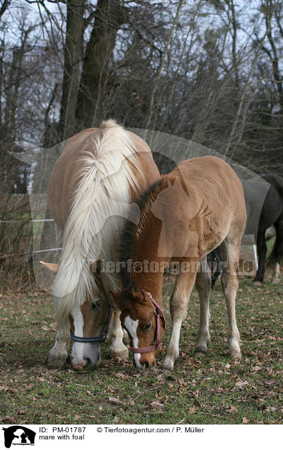 mare with foal / PM-01787