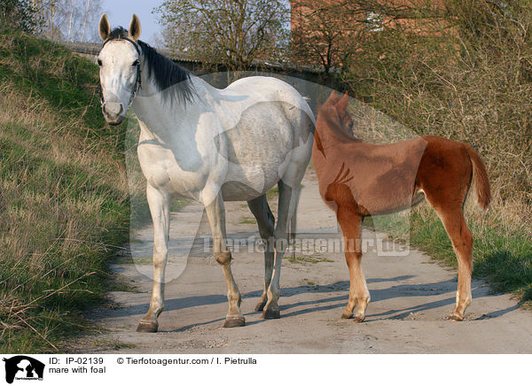 mare with foal / IP-02139