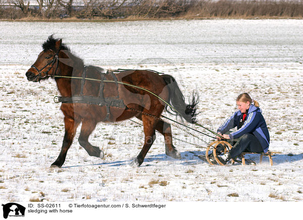 sledging with horse / SS-02611