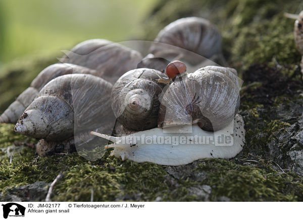 African giant snail / JM-02177