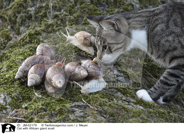 Cat with African giant snail / JM-02179