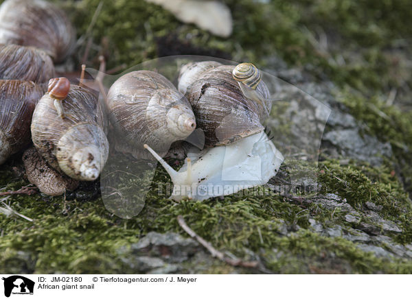 African giant snail / JM-02180