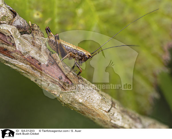 Gemeine Strauchschrecke / dark Bush-Cricket / SA-01203