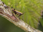 dark Bush-Cricket