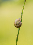 grassland snail
