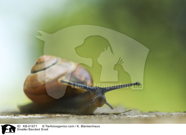 Smaller Banded Snail / KB-01871