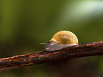 Terrestrial Snail