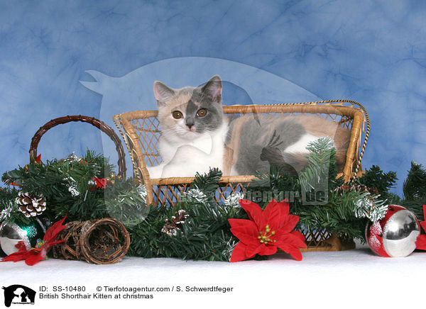British Shorthair Kitten at christmas / SS-10480