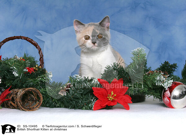 British Shorthair Kitten at christmas / SS-10495
