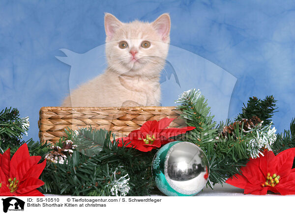 British Shorthair Kitten at christmas / SS-10510