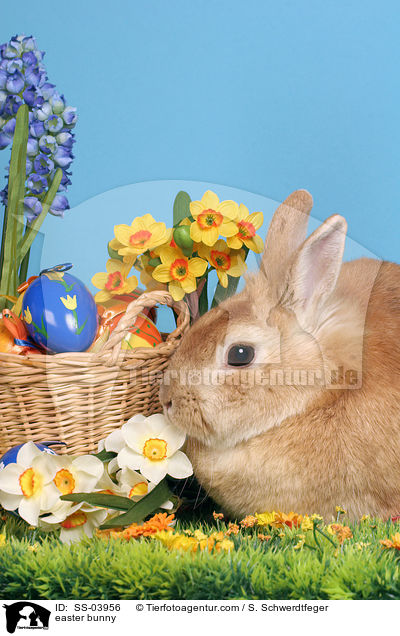 easter bunny / SS-03956