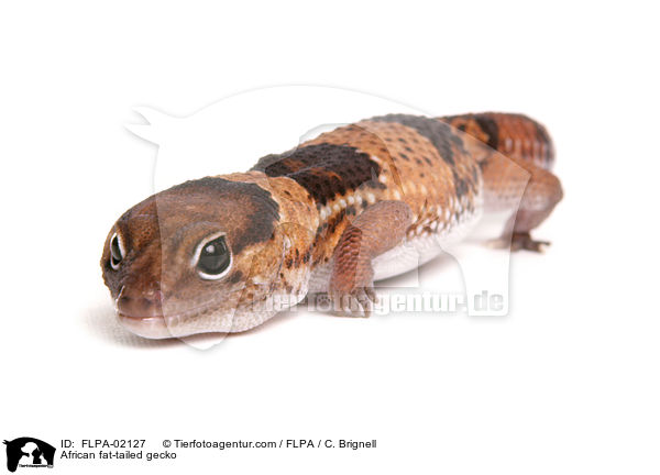 African fat-tailed gecko / FLPA-02127