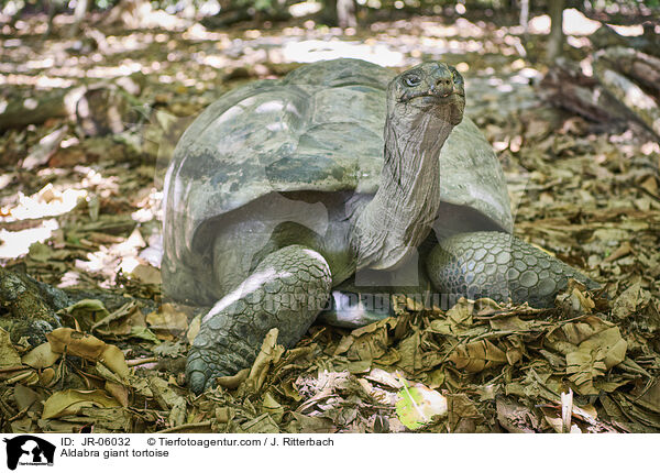 Aldabra giant tortoise / JR-06032