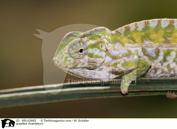 jewelled chameleon / WS-02862