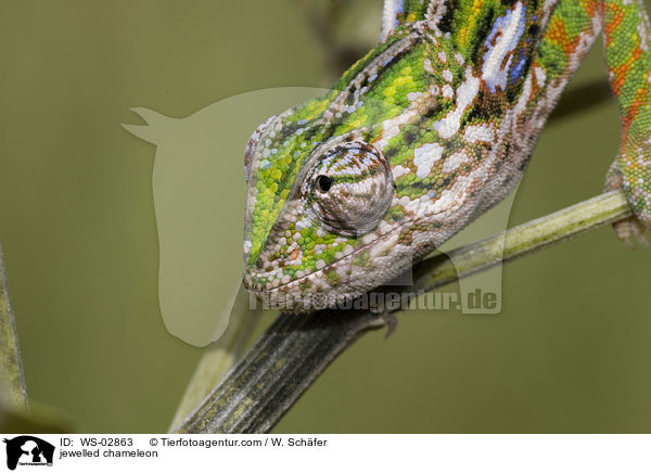 jewelled chameleon / WS-02863