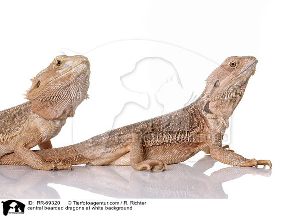 central bearded dragons at white background / RR-69320