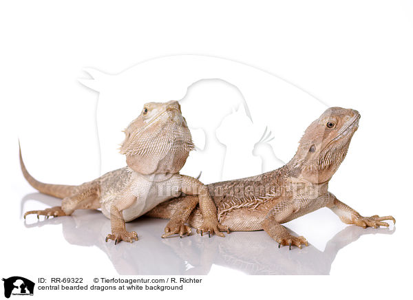 central bearded dragons at white background / RR-69322