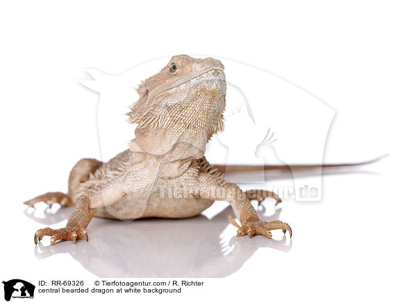 central bearded dragon at white background / RR-69326