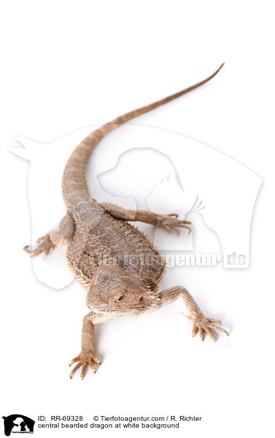 central bearded dragon at white background / RR-69328