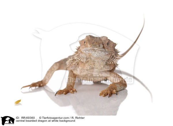 central bearded dragon at white background / RR-69360
